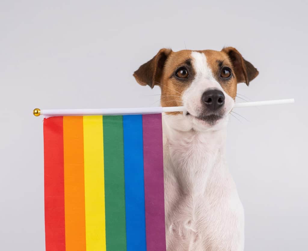 Dog holding Pride flag for Pride events in Greater Victoria, BC.